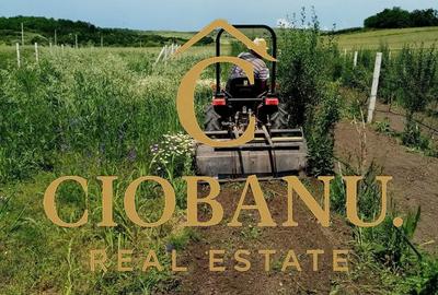 Teren intravilan cu PLANTATIE DE GOJII de vanzare in Racari - 22