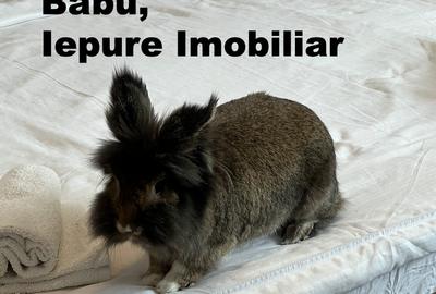Cheapest Property in Dorobanți | Babu Recommends | AB029 - 13