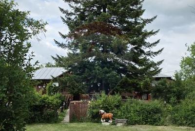 Domeniu rural, gospodarie/multifunctionala cu casa, livada, vie - 53