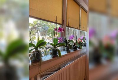 Garsonieră  Zona Victoria, Reșița | Etaj 1 - 20
