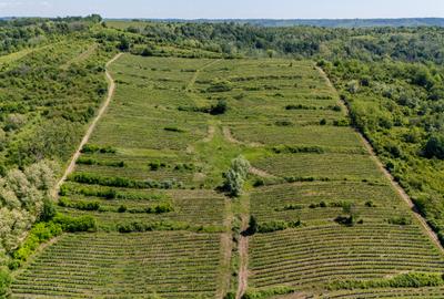 CRAMĂ PREMIUM DE VÂNZARE -60 HA- CONAC ISTORIC- PODGORIA DRĂGĂȘANI - 7