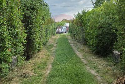 Domeniu rural, gospodarie/multifunctionala cu casa, livada, vie - 40