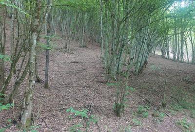 Teren cu Padure in Bulzestii de Sus 4200mp - 3