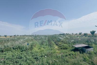 Teren agricol 16.750mp în Cârcea, imprejmuit, cultura capsuni, solarii - 6