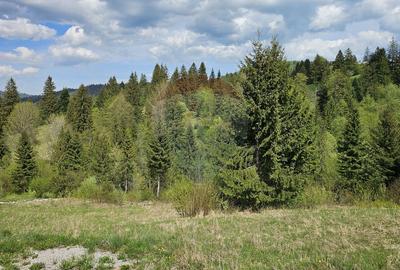 Teren 4048mp Campulung Moldovenesc, Strada Izvorul Alb, Suceava - 2