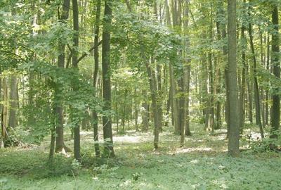 TUNARI, cu acces din Sos. de Centura, 187.000 mp teren - 8