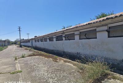 Spațiu industrial -fermă Orțișoara - 7