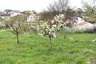 Teren Intravilan zona d-va 2 600mp cu toate utilitatile 100.000eur neg - 5