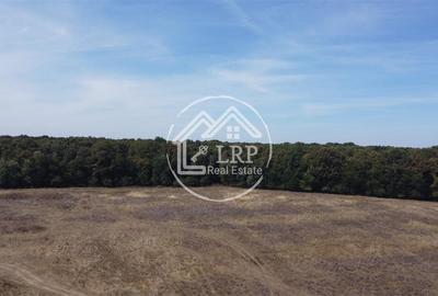 Teren Voluntari-Pipera | 3.700mp | Zonă Pădure & Școli Internaționale - 8