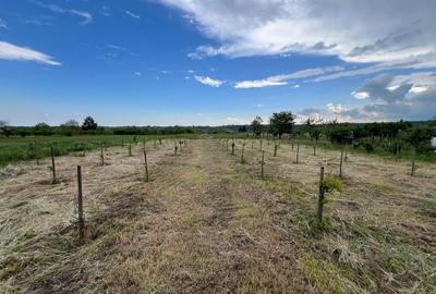 🏡 CASĂ + TEREN INTRAVILAN 4.971 MP – URECHEȘTI, VRANCEA - 21