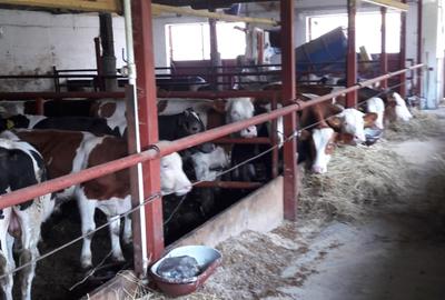 Abator complet functional cu grajduri pentru animale in Bod Colonie - 2