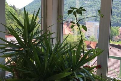 Apartament 4 camere liber la vanzare, pozitie deosebita zona Maternitatii - 2
