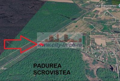 VANZARE TEREN, Sat.Balteni, com. Peris, Padurea Scrovistea, jud IIlfov - 10