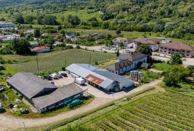CRAMĂ PREMIUM DE VÂNZARE -60 HA- CONAC ISTORIC- PODGORIA DRĂGĂȘANI - 6