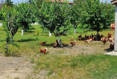 Teren Lunca Siret 2.75 Ha - 7