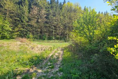 Teren intravilan | langa padure si parau | Luncani/Bacau - 4