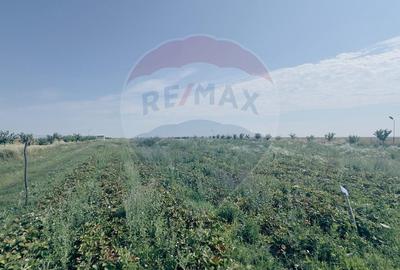 Teren agricol 16.750mp în Cârcea, imprejmuit, cultura capsuni, solarii - 13