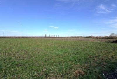 Teren Extravilan 15.000 mp Prejmer - 2
