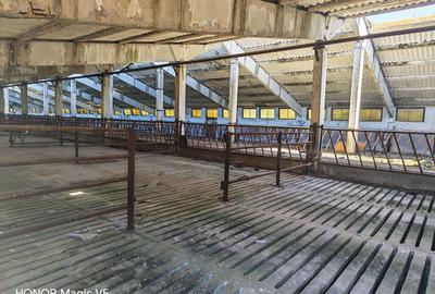 Spațiu industrial -fermă Orțișoara - 6