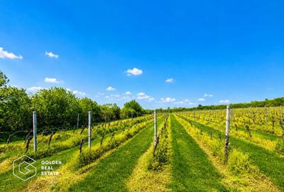 Teren agricol extravilan de 13439 mp, în Șiria