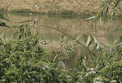 Branesti/Pasarea/Piteasca casa de vanzare deschidere la lac - 18