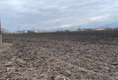 Teren 50000mp Extravilan-Intrare Halchiu-Cod 5235 - 6