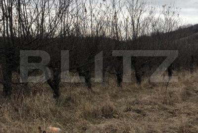 Teren Construcții intravilan de 3278 mp, în Viforâta