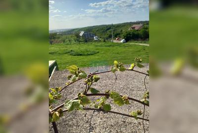 TEREN INTRAVILAN 1.938 MP | PALEU – ORADEA | COMISION 0% CUMPĂRĂTOR - 2
