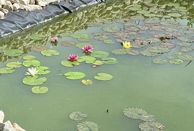 Vânzare Proprietate de excepție cu lac amenajat și pădure proprie | Gura Ocniței - 5