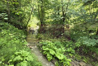 Vila din padure in Valea Doftanei - 46