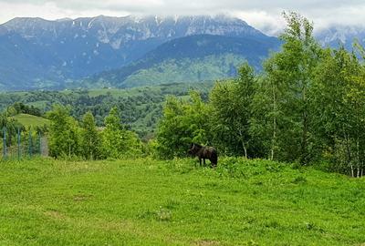 Teren pentru casa de vacanta , Pestera , Brasov - 7