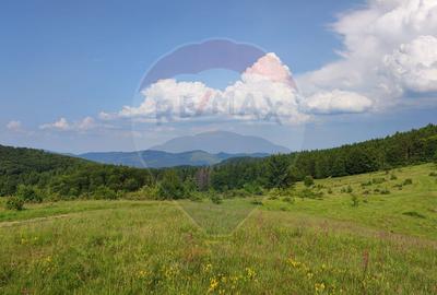 Teren 130000 mp extravilan, faneata si padure, Munteni - Bulz, Negreni - 2