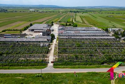 Teren 100.000 mp + Spatii Industriale Bacau - 1