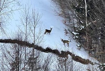Raritate| Proprietate de vis pe 6 ha intravilan  de vanzare in Pestera Brasov - 22