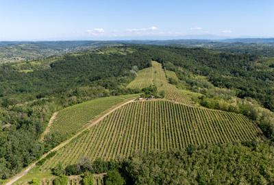 CRAMĂ PREMIUM DE VÂNZARE -60 HA- CONAC ISTORIC- PODGORIA DRĂGĂȘANI - 3