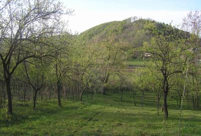 (307) Teren intravilan Calinesti – sat Carstieni, jud. Arges / Direct proprietar - 2