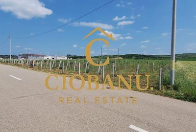 Teren intravilan cu PLANTATIE DE GOJII de vanzare in Racari - 3