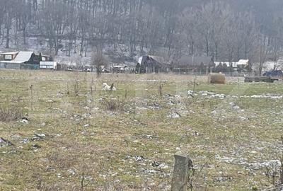 Teren intravilan de 5200 mp, în Vest