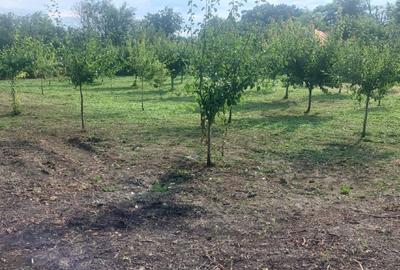 Teren Construcții intravilan de 2000 mp, în Satu Nou