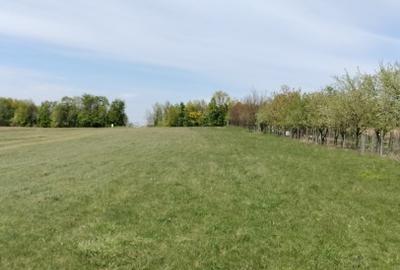 Teren extravilan 7.200 mp Bordea - Grajduri/ Oportunitate Investiție - 8
