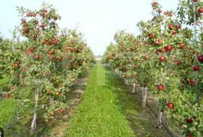 Teren agricol extravilan de 36743 mp, în Pucheni
