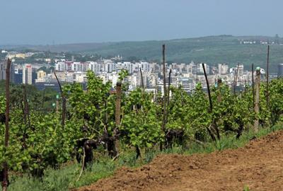 Teren de vanzare,  la 1,3km de LIDL Bucium, vecinatate cartier Panoramic - 9