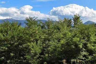 Teren la padure de vanzare Talmaciu Podu Olt - 12
