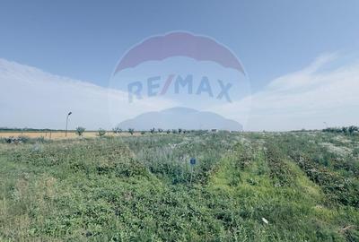 Teren agricol 16.750mp în Cârcea, imprejmuit, cultura capsuni, solarii - 7