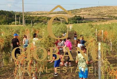 Teren intravilan cu PLANTATIE DE GOJII de vanzare in Racari - 23