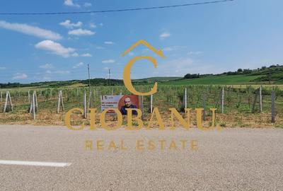 Teren intravilan cu PLANTATIE DE GOJII de vanzare in Racari - 1