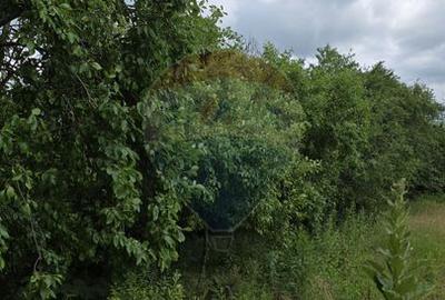 Domeniu rural, gospodarie/multifunctionala cu casa, livada, vie - 56