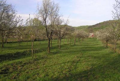 Teren Construcții intravilan de 6090 mp, în Călinești