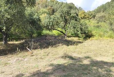 Teren la padure de vanzare Talmaciu Podu Olt - 8