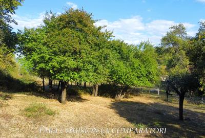 TEREN 5274 MP, CADRU NATURAL MINUNAT - 9